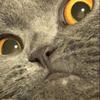れ 