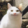 えね