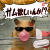 ふぁんぶんこ