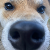 いけじり・いけじり