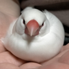 ゆきしろちゃん