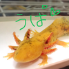 檸檬