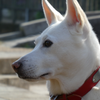 駄犬:馬が太って犬になる
