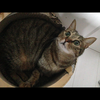 だいすけ