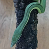 とあるへびの飼育者🐍🐍🐍🐍