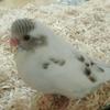 まひぽんず🐥