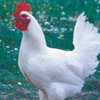 とり🐔