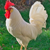 とり🐔