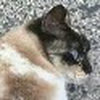 고양이