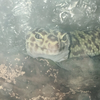 もっち