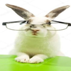 🐰