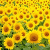 🌻