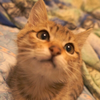 陸