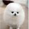 ふわもこ
