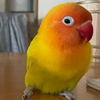 あいり