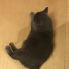 ハニー