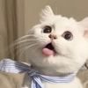 ユズ