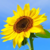 とんちゃい🌻🌈