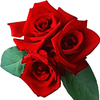 🌹🌹🌹ྀི