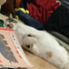 ユーザーアイコン