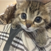 ✨🍀にゃんこ🐈🐾カステラ