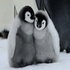 ペンギン