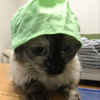 しのしの
