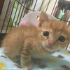 ある🐈 🌱  