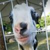 ️🐮アルパカ🐮