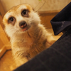 ラクダ・ノブ