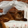 ゆあ