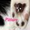 Pittaro