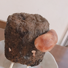 しいたけ