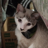 miruku