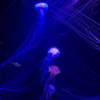 海月