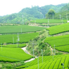 茶畑