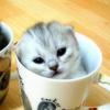 ฅ^•ω•^ฅ ﾆｬｰ