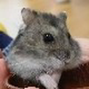 nana‎🐹