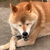 ゆちゃ🐵🥎