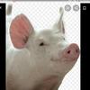🐷豚野郎