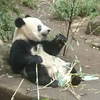 メンマ大王