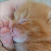 ワンワン