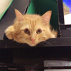 ヒカリ