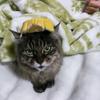 けむ