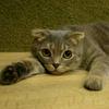ねこまる