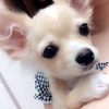 レオママU´•ﻌ•`U