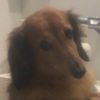 茶々