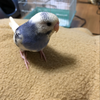(⚈‚θ‚⚈)♡