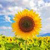 🌻憧れ､あなただけを見つめる🌻