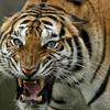 じんちゃりんぐ🐅